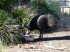 Tiere 090024