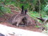 Tiere 110006