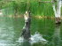Tiere 120001