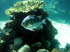 Tiere 120007