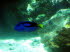 Tiere 120015