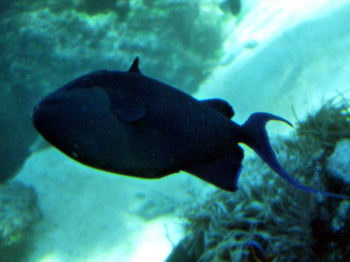 Tiere 120026