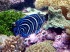 Tiere 120027
