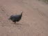 Tiere 130027