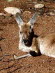 Tiere 150006