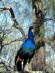 Tiere 150021