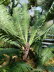 Wilhelma_0105