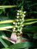 Wilhelma_0107
