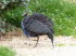 Wilhelma_0149