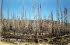 Yellowstone NP 6